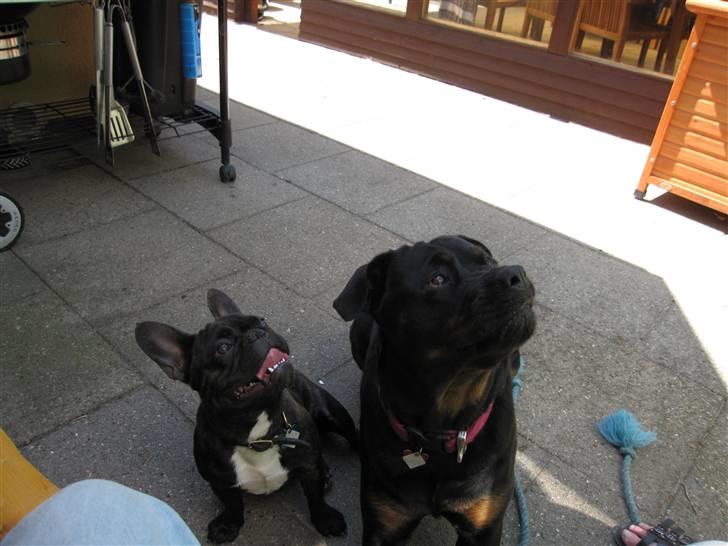 Rottweiler Sv-Vagt's Cheena (Alou) - mig og min bedste ven billede 19