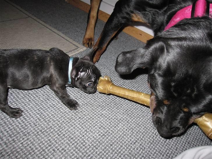 Rottweiler Sv-Vagt's Cheena (Alou) - jeg er god til at dele billede 20