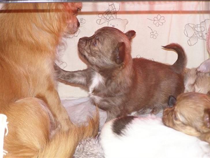 Chihuahua Amigo - Baby Amigo billede 11