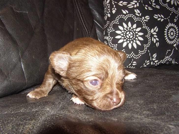 Chihuahua Amigo - Baby Amigo billede 12