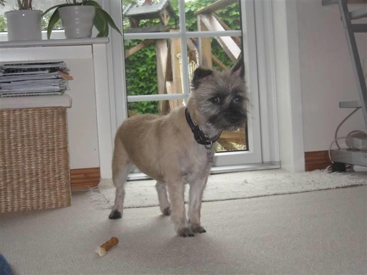 Cairn terrier Fie <3 *VIP* - fie :-) billede 16