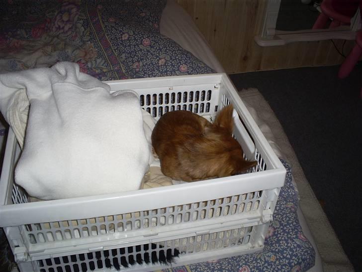 Chihuahua Amigo - Amigo putter igen billede 14