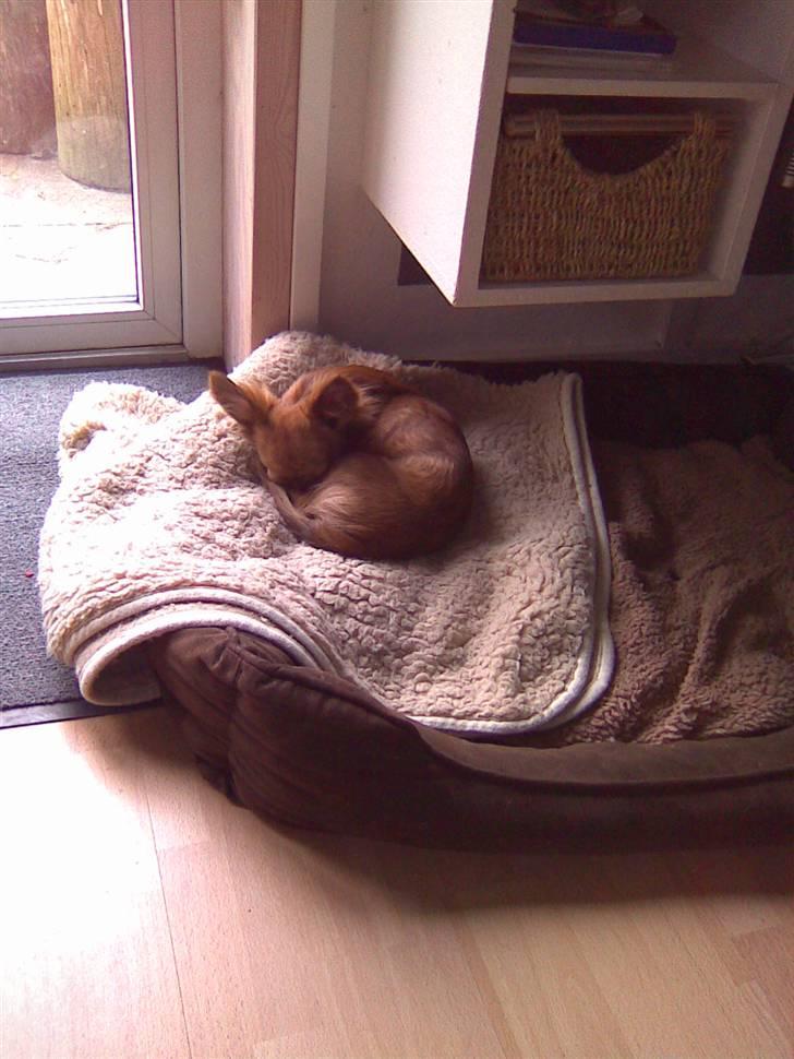 Chihuahua Amigo - Fik jeg sagt godt sove hjerte ;) billede 15