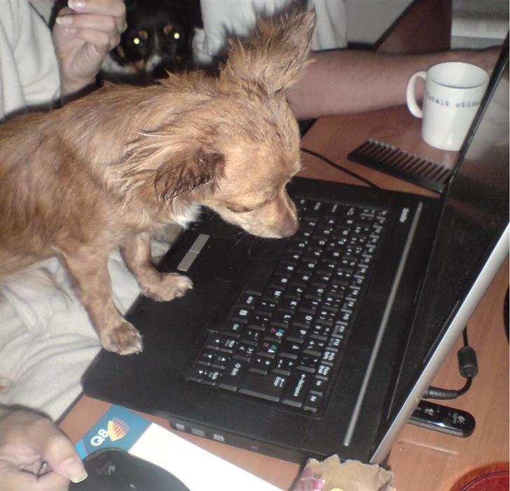 Chihuahua Amigo - Er der ikke snart nogle der skriver til mig..  billede 16