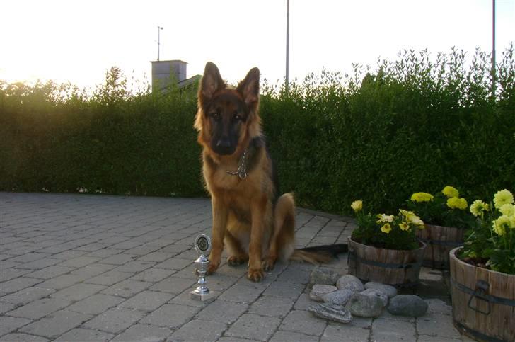 Schæferhund Chica - Chica blev nr 2 i C2 billede 13