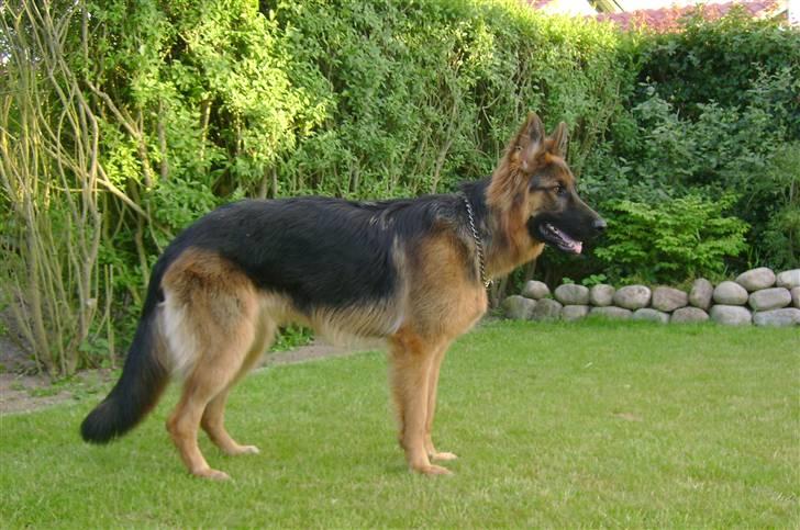 Schæferhund Chica - smukke tøsen billede 14