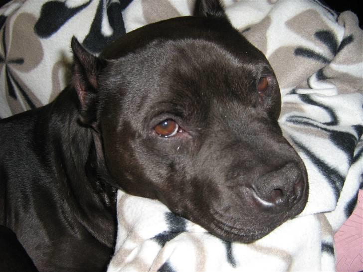 Amerikansk staffordshire terrier R.I.P diablo skat, miss u billede 8