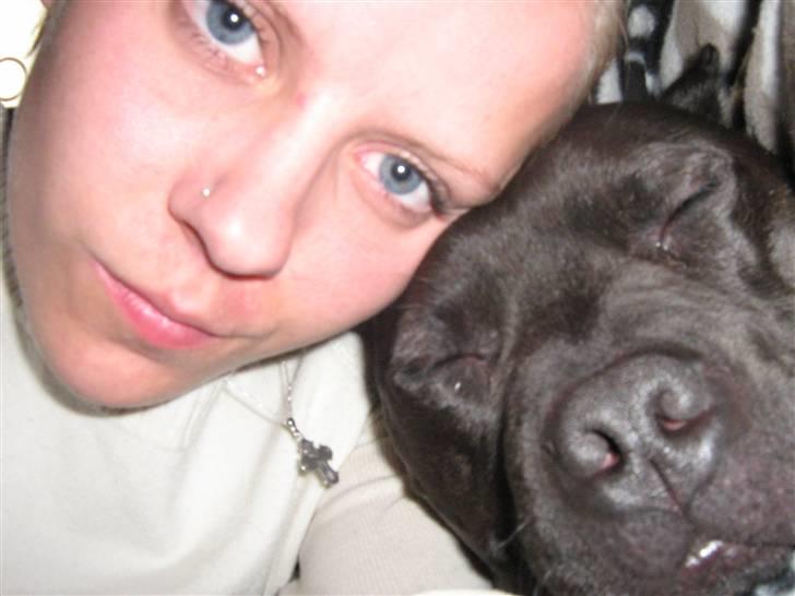 Amerikansk staffordshire terrier R.I.P diablo skat, miss u billede 9