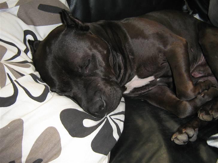 Amerikansk staffordshire terrier R.I.P diablo skat, miss u billede 10