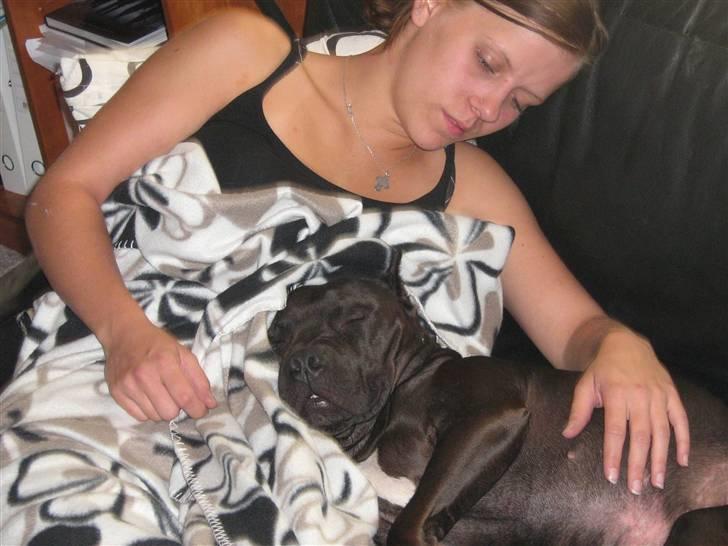 Amerikansk staffordshire terrier R.I.P diablo skat, miss u billede 11