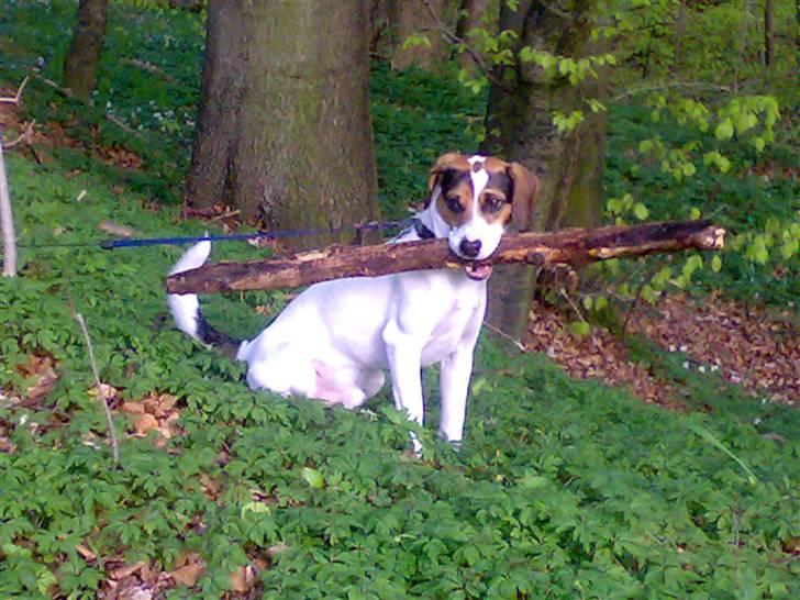 Blanding af racer skipper billede 14