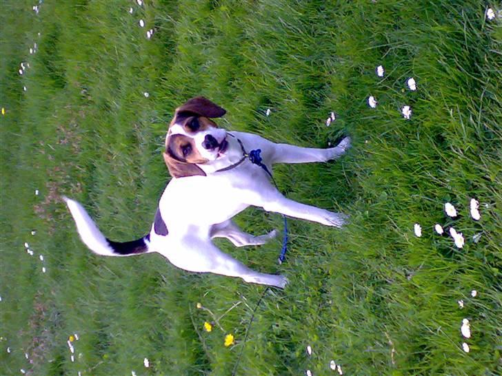 Blanding af racer skipper billede 15