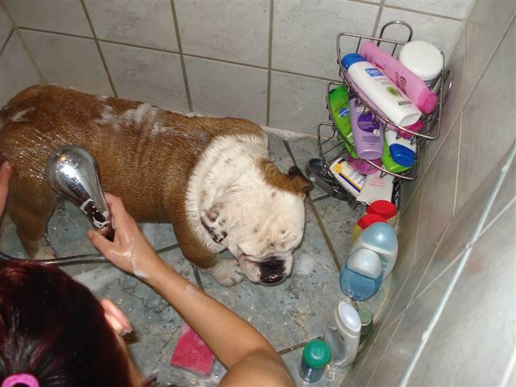 Engelsk bulldog Nuggi billede 14