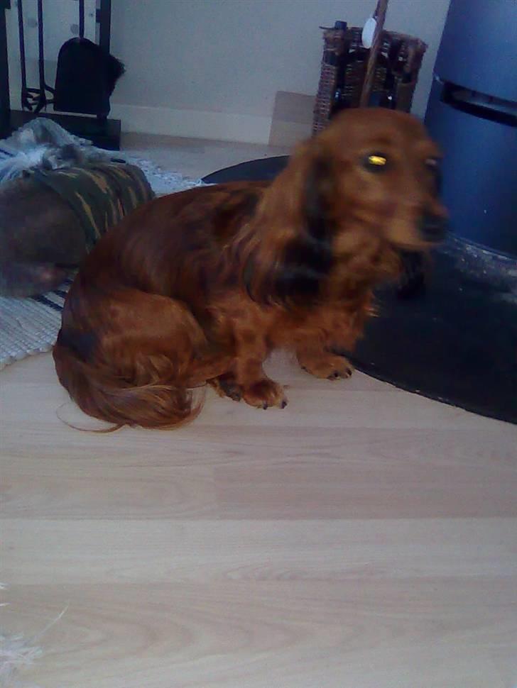 Dværggravhund jasmin billede 1