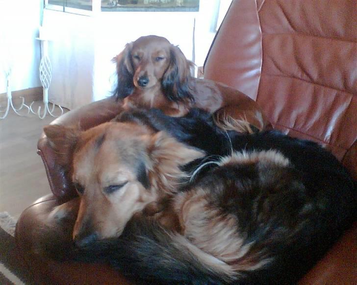 Dværggravhund jasmin billede 2