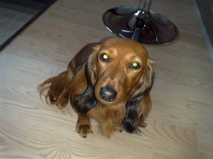 Dværggravhund jasmin billede 3