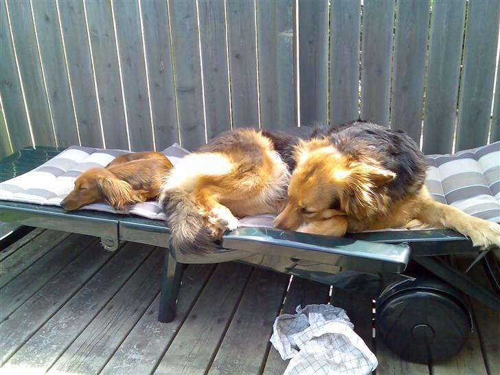 Dværggravhund jasmin billede 4