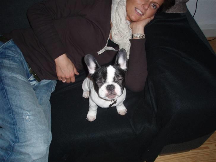 Fransk bulldog Karla - Yes du knipser bare - var det det her look du ville ha? billede 6