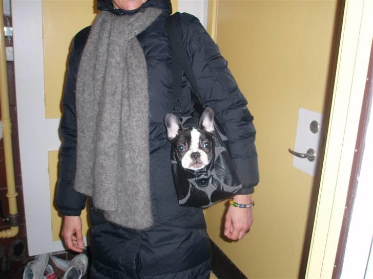 Fransk bulldog Karla - De først epar ture i den store by - Karla gik lidt men der var nu mest tryg i tasken:) billede 7