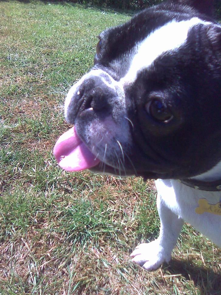 Fransk bulldog Karla - Puha, tror lige jeg skal vænne mig til sol, sommer og varme! billede 8