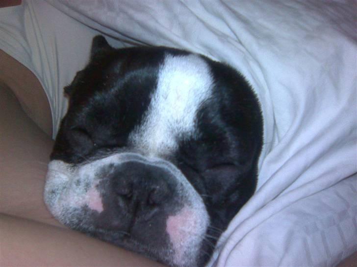 Fransk bulldog Karla - Uhmmm en søndag formiddag under dynen, er nu bare TOTAL dejlig:) billede 9