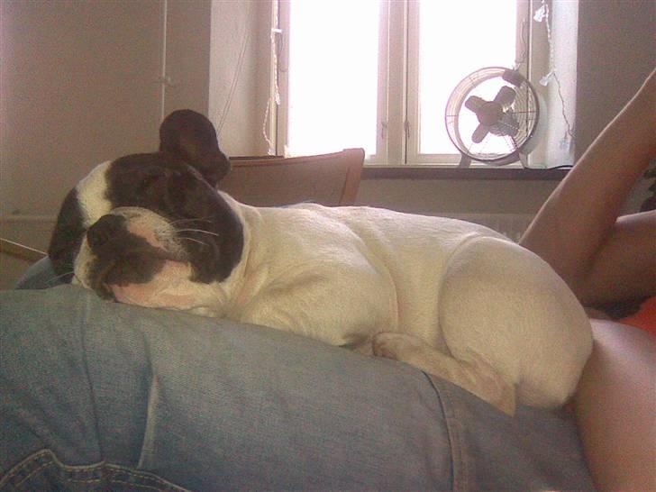 Fransk bulldog Karla - Mon de opdager jeg slog en prut?-godt de elsker min charme. billede 10