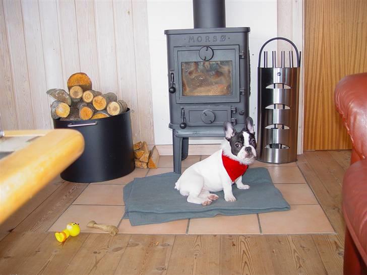 Fransk bulldog Karla - 1. jul i sommerhus - igen Karlas faste sted, når blot der holdes gang i brændeovnen:) billede 11