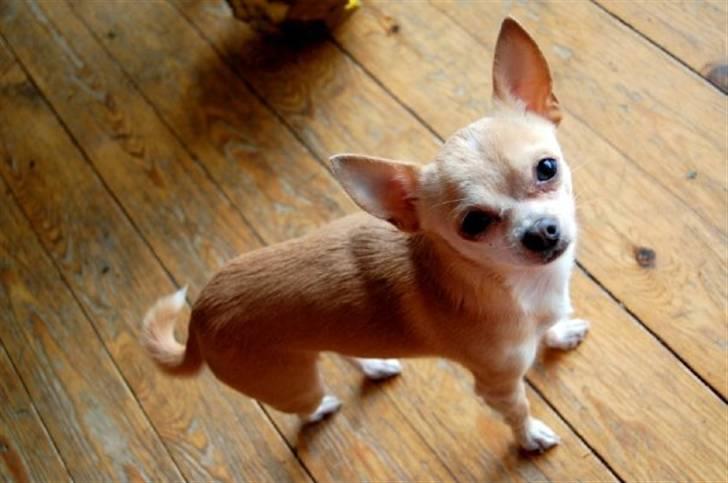 Chihuahua Shanti billede 1