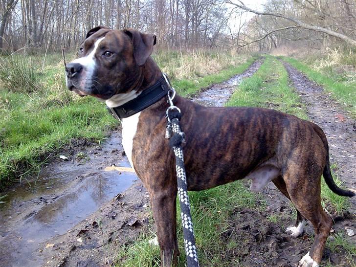 Amerikansk staffordshire terrier $ Victor $ R.I.P billede 12