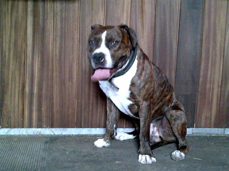 Amerikansk staffordshire terrier $ Victor $ R.I.P billede 13