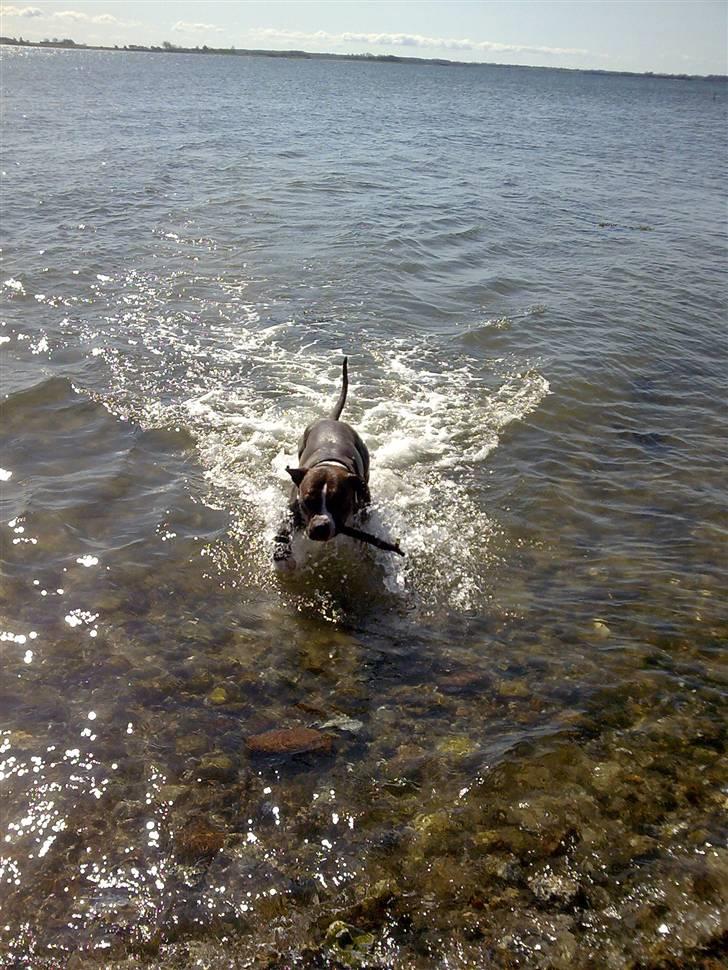 Amerikansk staffordshire terrier $ Victor $ R.I.P billede 14