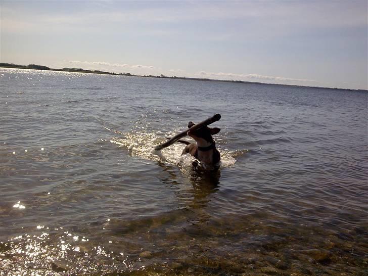 Amerikansk staffordshire terrier $ Victor $ R.I.P billede 15