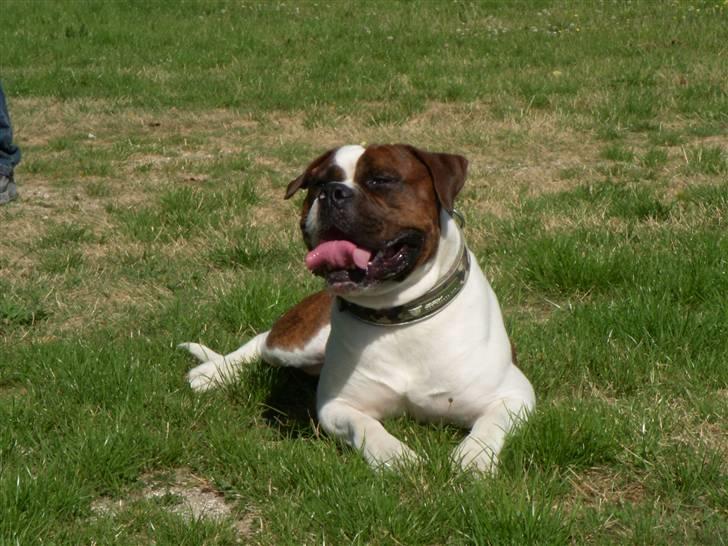 Blanding af racer Enzo billede 8