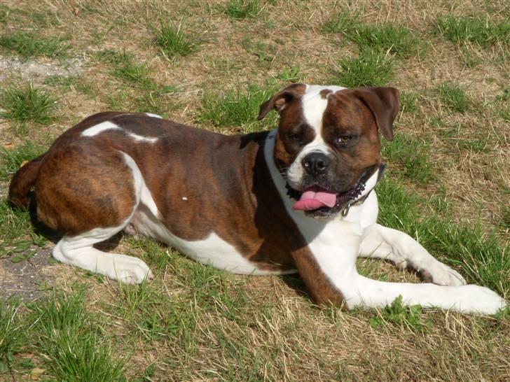 Blanding af racer Enzo billede 9