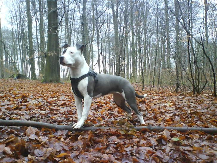 Amerikansk staffordshire terrier $ Amy $ R.I.P billede 1