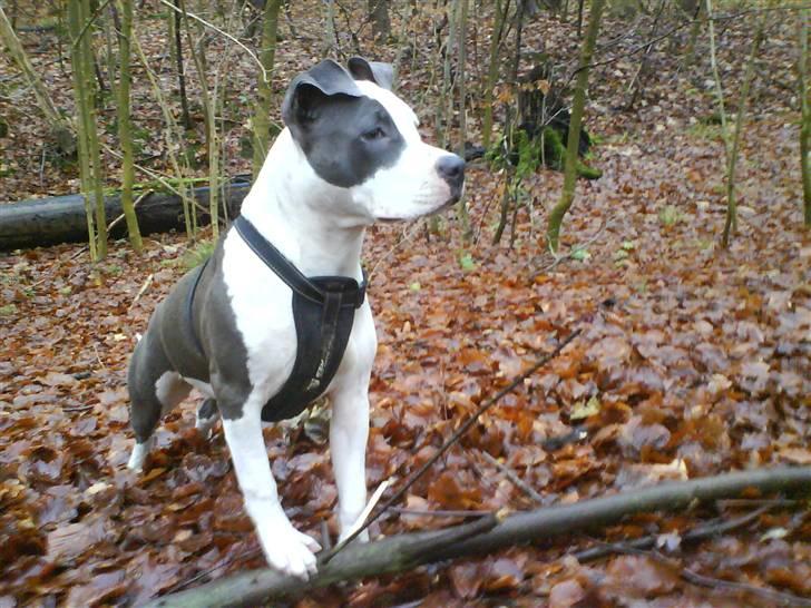 Amerikansk staffordshire terrier $ Amy $ R.I.P billede 2