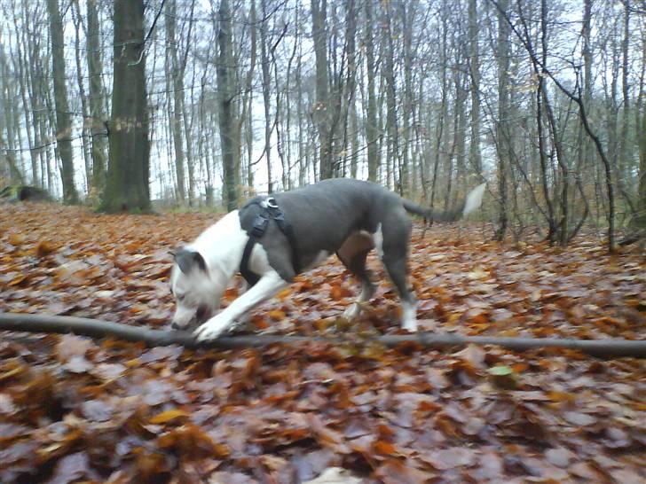 Amerikansk staffordshire terrier $ Amy $ R.I.P billede 3