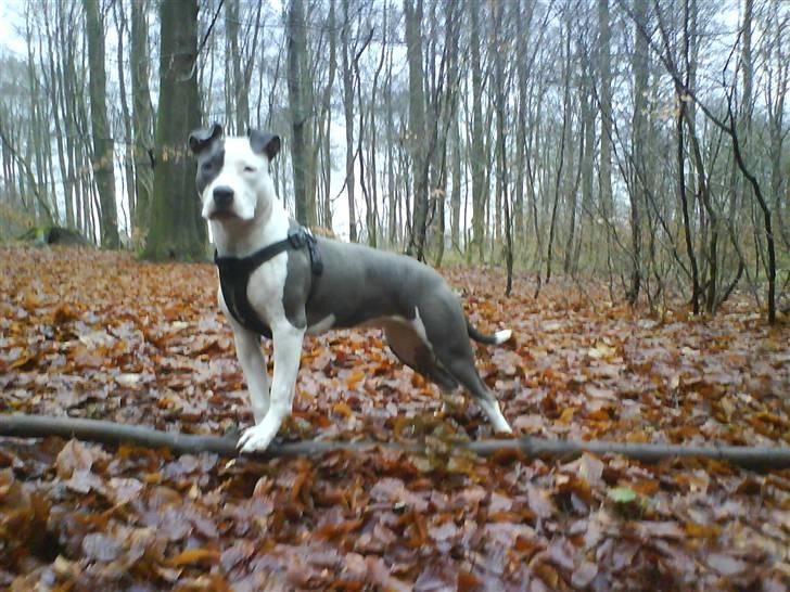 Amerikansk staffordshire terrier $ Amy $ R.I.P billede 4