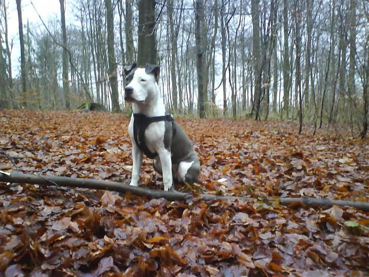 Amerikansk staffordshire terrier $ Amy $ R.I.P billede 5