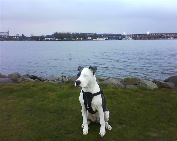 Amerikansk staffordshire terrier $ Amy $ R.I.P billede 6