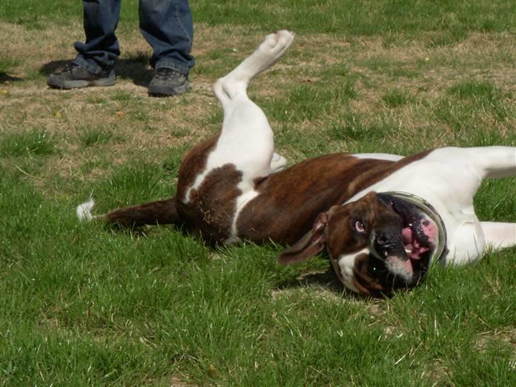 Blanding af racer Enzo - I am hot..! billede 10