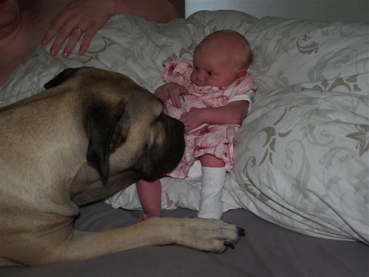 Dogo canario Zera  billede 15