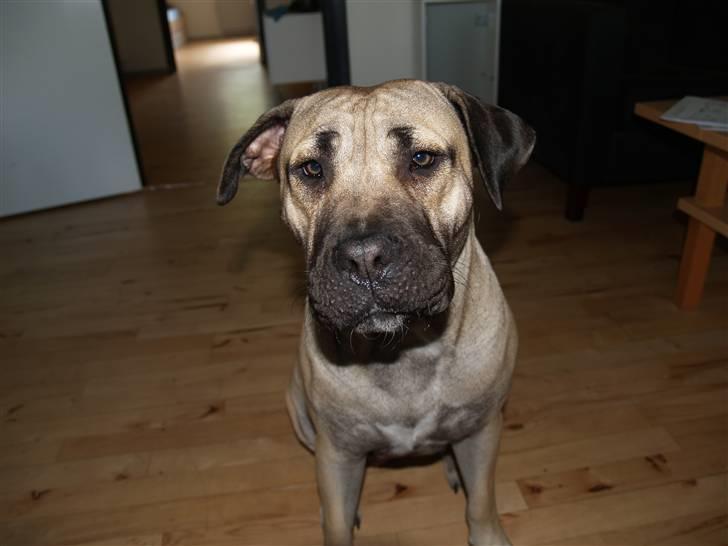 Dogo canario Zera  billede 16