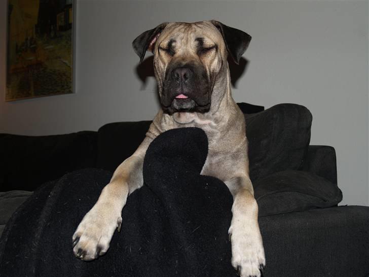 Dogo canario Zera  billede 17