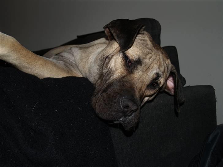 Dogo canario Zera  billede 18