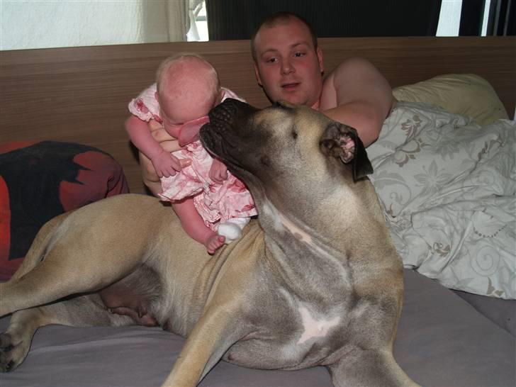 Dogo canario Zera  - Lærke for lige et ordentlig kys :-) billede 19