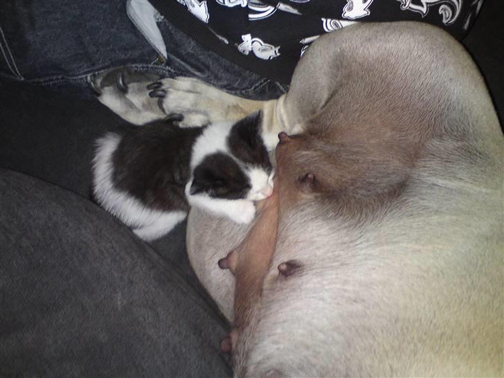 Dogo canario Zera  - vores killing ammer lige ved zera. billede 20