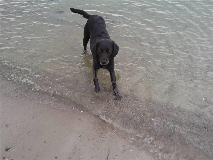 Blanding af racer Bella - Hun kom til at ligge sig i vandet, men det blev lidt koldt for maven, så hun havde røven oppe. Her er hun så desværre ved at rejse sig igen.. ): billede 12