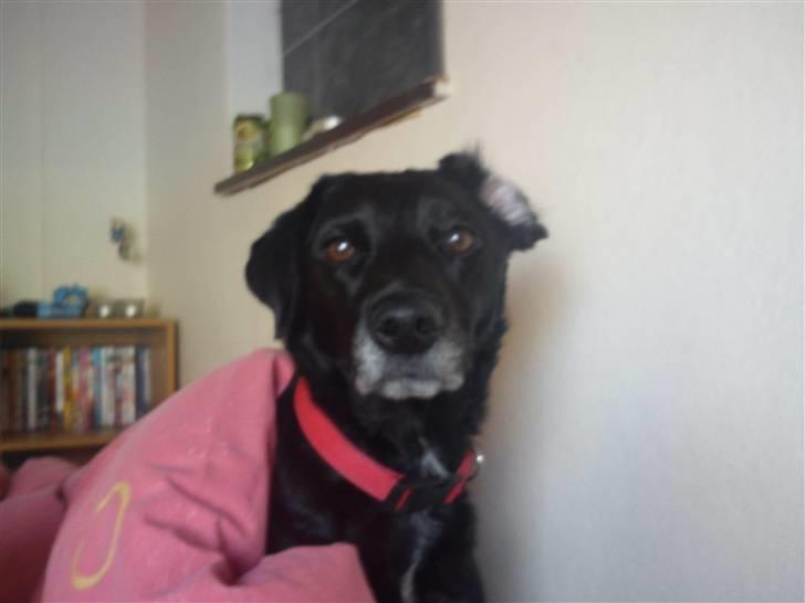 Blanding af racer Bella - ´Hov, kom der en bil?´ billede 13