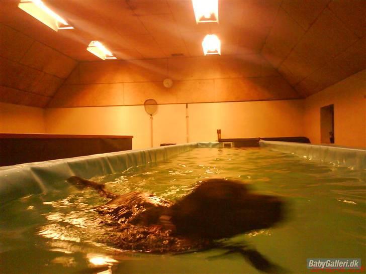 Blanding af racer Bella - I hundesvømmehallen, lige smidt redningsvesten(: billede 14